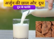 Arjuna bark: रोज शाम को दूध में उबालकर पिएं अर्जुन की छाल, मिलेंगे जबरदस्त फायदे | Drink boiled milk in the evening, Arjuna bark, you will get 7 tremendous benefits